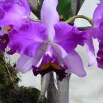 orchidea4